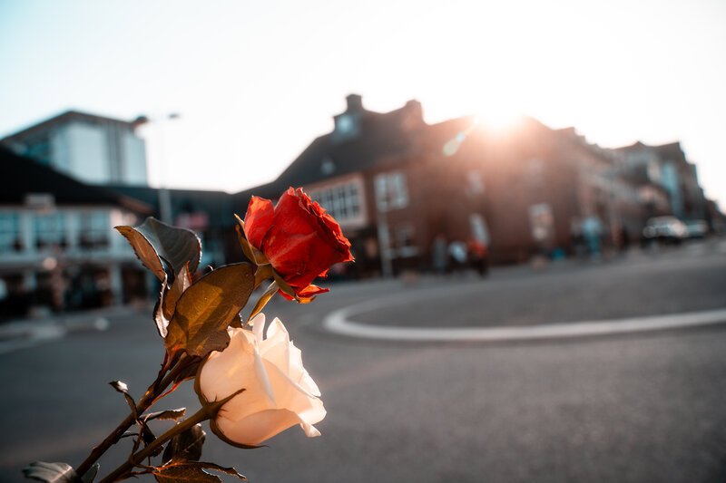 Blumen verteilen am Weltfrauentag. Rose