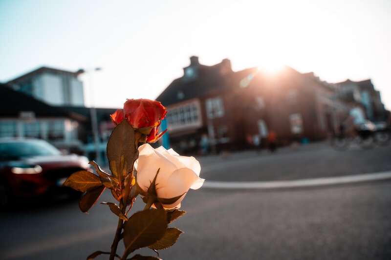 Blumen verteilen am Weltfrauentag. Rose