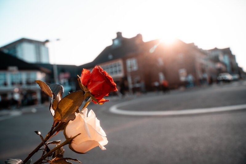 Blumen verteilen am Weltfrauentag. Rose