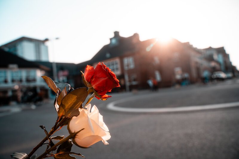 Blumen verteilen am Weltfrauentag. Rose