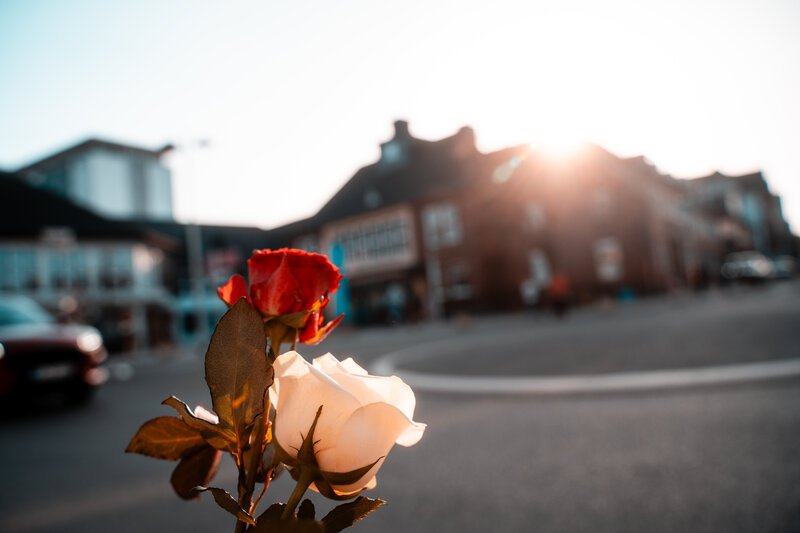 Blumen verteilen am Weltfrauentag. Rose